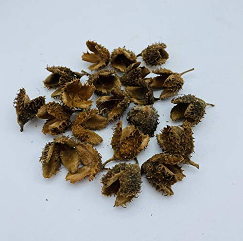 Sparfroh Bastelbedarf BUCHECKER Bucheckern 10er Set Dekoration