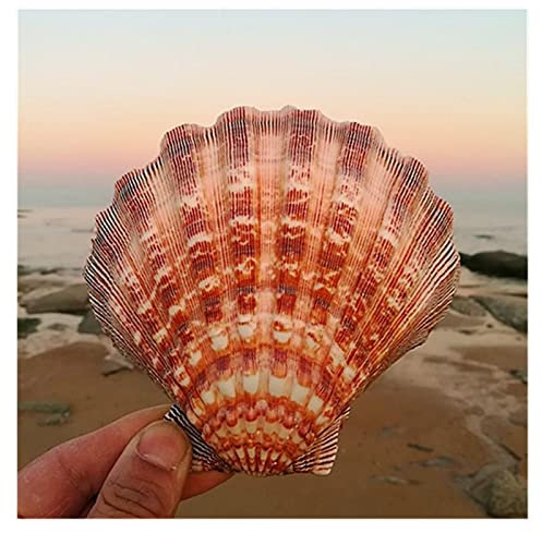WERWER Conque Naturelle Grande Coquille Saint-Jacques Aquarium décoratif décoration de la Maison Coquille Gros Coquillages Blancs (Size : 13-15cm)