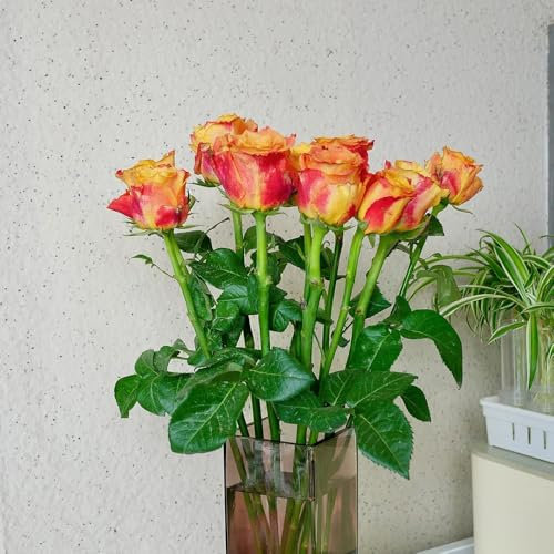 rosen samen zum pflanzen - gartenblumen, winterharte pflanzen rosensamen gastgeschenk blumensamen, balkon beet schnittblumen, exotische pflanzen flower, bienenweide saatgut 550pcs