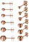 Damen Kugel Perle Ohrringe Ohrstecker - 6 Paare 3-8MM Edelstahl Elegant Fake Plug Fakeplugs Kugel Perle Stecker Rose Gold