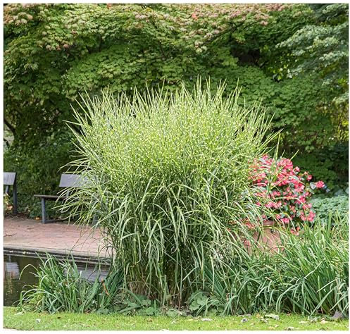 1 x Miscanthus sinensis 'Zebrinus' 1 Liter (Ziergras/Gräser/Stauden/Winterhart) Chinaschilf - Zebraschilf