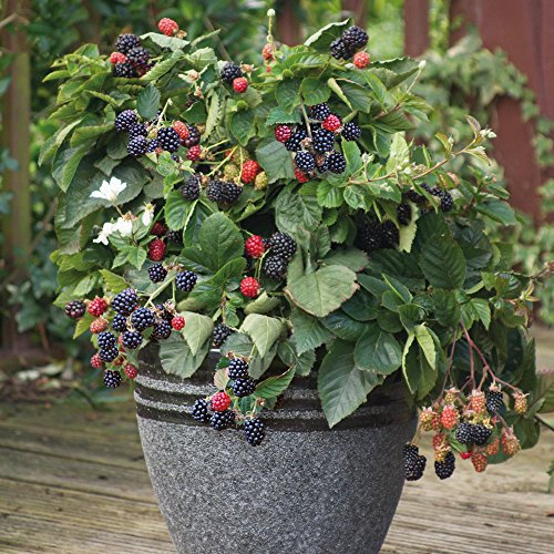 Potted BlackBerry Dwarf Fruit Thornless Bush Garden Plants for Patio Containers Pots & Outdoors High Yielding with Tasty Edible Fruit in Summer, 1 x BlackBerry Opal in a 9cm Pot by Thompson & Morgan