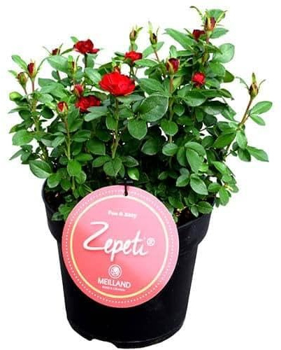 Rosal Zepeti - Planta Perfecta para Decorar tu Hogar - Rosal Arbustivo Exterior