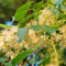 lindenbaum kaufen samen - bio saatgut linden baum bio saatgut bonsai baum winterharte pflanzen für garten deko pflanze zimmerpflanzen exotische zimmerpflanzen samen winterharte 3pcs