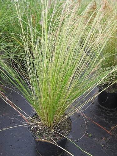 Stipa tenuissima Pony Tails - Zartes Federgras - Frauenhaargras - Engelshaargräser