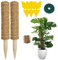 Hongyans 2 Pièces Tuteur Monstera 30cm Support Plantes Grimpantes Tuteur Coco pour Plante Maison Jardin avec Serre Câbles, Ficelle de Jute, Attrape Moucheron