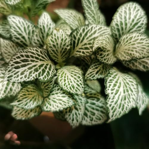Rarität : Fittonia  weiß  Pünktchenblume, Fittonie - Rarität, Terrarium, Zimmerpflanze