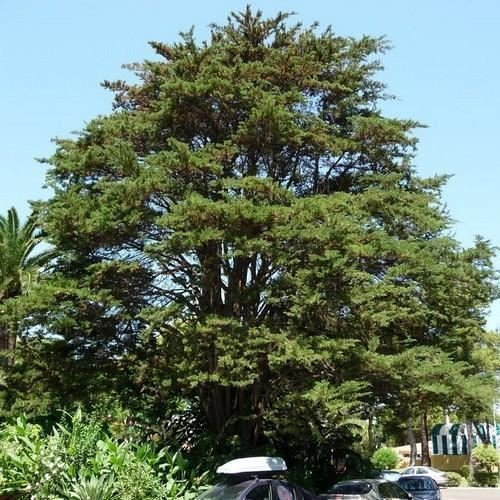 25 Semi di Cipresso di Monterey (Cupressus macrocarpa)