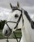 Riding World Trensenzaum mexikanisches Reithalfter, Schwarz, Pferd