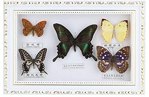 Spécimen d'Insecte de Papillons Exquis Fait Main pour Les Amis à La Maison Décorer Ornement Papillon Art Mural(Blanc)