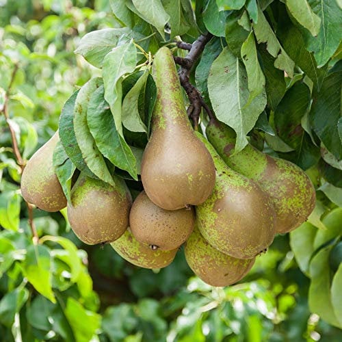 Thompson & Morgan Fruit Tree Pear, Self-fertile Heavy Cropping, Delicious Fruit in Autumn, Easy to Grow, 1 x Pyrus (Pear) Conference Quince A Bare Root Tree