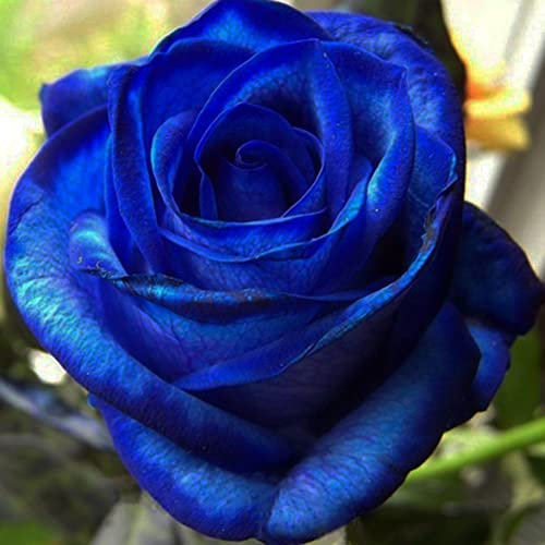 Haloppe 20 Pz Blu-Nero Rosa Fiori Piante Semi per la Piantagione del Giardino di Casa, Rari Semi di Rosa Blu Fioriscono Fiore di Mezzanotte Pianta Giardino Bonsai Home Decor Semi