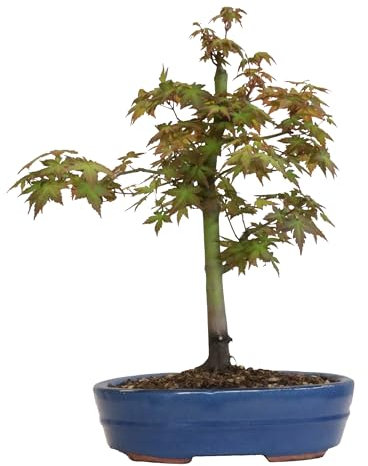 KENTIS - Japanischer Ahorn-Bonsai - Acer Palmatum Katsura - Echter dekorativer Outdoor-Bonsai - Echte Pflanzen - H 45-50 cm Topf Ø 27,5 cm