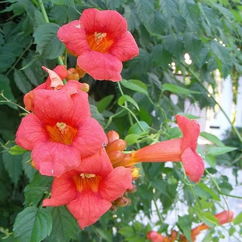 Trompetenblume 'Flamenco' - Campsis radicans ‘Flamenco' - 50-60 cm Topf