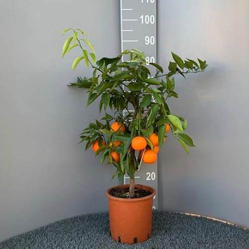 SAVINI VIVAI Plante Clémentine, Agrume Clémentine Commune en Pot de 20 cm Hauteur 70 cm 2-3 Ans de Greffage, Fabriqué en Italie