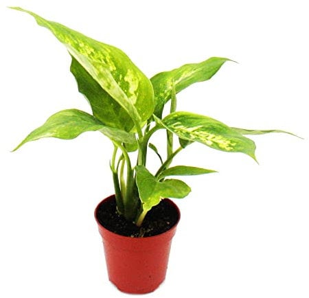 Exotenherz - Mini-Pflanze - Dieffenbachia - Dieffenbachie - Ideal für kleine Schalen und Gläser - Baby-Plant im 5,5cm Topf