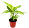 Exotenherz - Mini-Pflanze - Dieffenbachia - Dieffenbachie - Ideal für kleine Schalen und Gläser - Baby-Plant im 5,5cm Topf