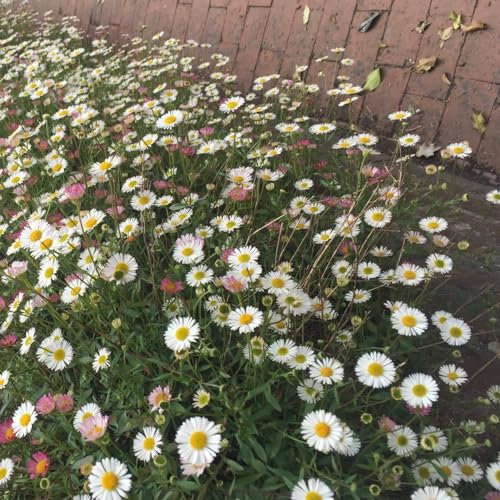Erigeron karvinskianus 'Profusion' Seeds - Mexican Fleabane Hardy Perennial for Hanging Baskets, Window Boxes, Patio Tubs - Quick Flowering, Low Maintenance - 1 Packet (150 Seeds) by Thompson & Morgan