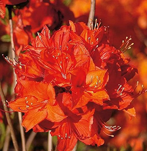 Azalee Parkfeuer 40-50cm - Rhododendron luteum - Alpenrose