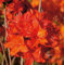 Azalee Parkfeuer 40-50cm - Rhododendron luteum - Alpenrose