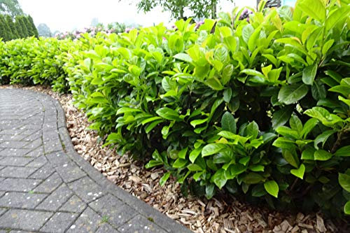 25st. Kirschlorbeer Novita 120-150cm ohne Ballen gemessen Heckenpflanzen mit einem festen Ballen Prunus laurocerasus Lorbeer Gartenhecke Sichtschutz Ballenware ✓