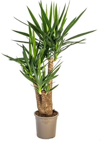 Riesen Palmlilie Yucca Elephantipes Zimmerpflanze Ø24 cm 90-100 cm | pflegeleicht und robust, luftreinigend, für Wohnraum und Arbeitsplatz, für Wohnzimmer und Büro