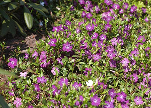 Immergrün Vinca minor Rubra Bodendecker rote Blüten Topf 10 Stück winterhart