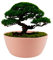 ECOMACETAS FLOWERPOT STORE Maceta de Bonsai Redonda Baja de Plástico, para Suculentas, Captus y Crasas. Color Rosa (1, 20 cm)