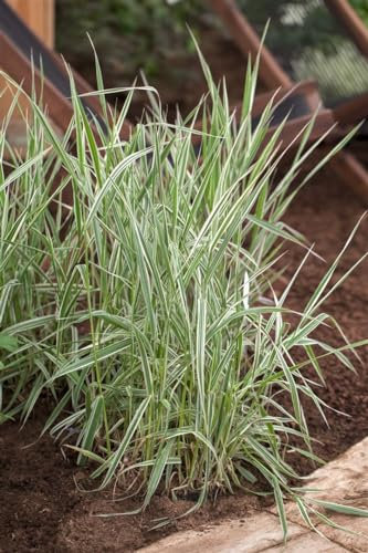 Garten-Reitgras 'Picta' im Topf Phalaris arundinacea winterhart Bodendecker
