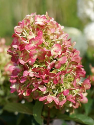 Ortensia Hydrangea paniculata Graffiti pianta in vaso ø17 cm Vivaio di Castelletto