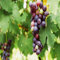 Magic of Nature, Weintrauben Pflanzen, Weinrebe Ideale Garten Pflanzen, Winterhart Weintraube, Kernlose Tafel-Trauben-Kollektion. Weinreben Sortiment kernlos. -5zwiebeln-C