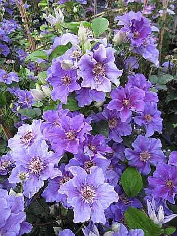 Clematis Ashva (60-100 cm) - Waldrebe/Klematis Ashva