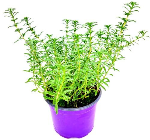 Florapartner Berg Bohnenkraut, Satureja montana Kräuter Pflanzen 2stk.