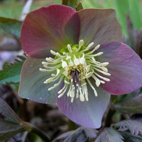 6 x Christrose Hybrid - Helleborus Orientalis: Vielfältige Hybriden der Christrose.