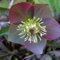 6 x Christrose Hybrid - Helleborus Orientalis: Vielfältige Hybriden der Christrose.