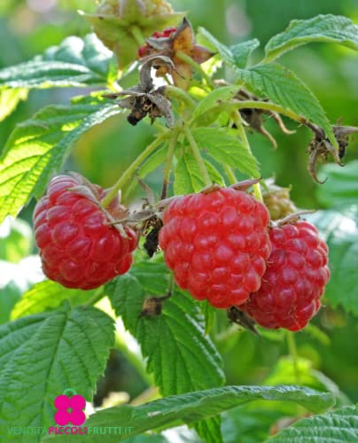 Pianta di Lampone Rosso unifero 'Glen Ample' - Precoce - vaso Ø 14 cm - H. 50/60 cm