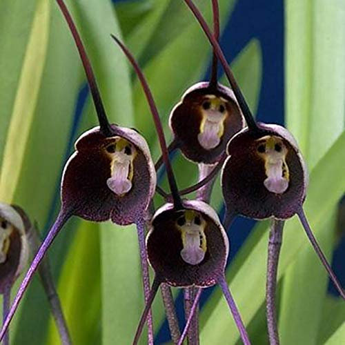 Somerway Affe Gesicht Orchideensamen 50 stücke Mehrjährige Blumensamen Für Pflanzung blühender Affe Gesicht Orchideensamen Dekorative Pflanzensamen Yard Decor Violett