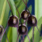 Somerway Affe Gesicht Orchideensamen 50 stücke Mehrjährige Blumensamen Für Pflanzung blühender Affe Gesicht Orchideensamen Dekorative Pflanzensamen Yard Decor Violett