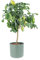 KENTIS - Citronnier - Plante Citrus Limon - Vraies Plantes d'Extérieur - Arbres Fruitiers en Pot - H 70-80 cm Ø 20 cm