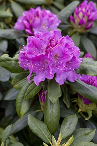 Rhododendron Hybr. 'Lee's Dark Purple' 30-40 cm - Rhododendron, dunkelviolette Blüten, Blütezeit Mai-Juni, ideal für Halbschatten, winterhart, pflegeleicht
