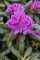 Rhododendron Hybr. 'Lee's Dark Purple' 30-40 cm - Rhododendron, dunkelviolette Blüten, Blütezeit Mai-Juni, ideal für Halbschatten, winterhart, pflegeleicht
