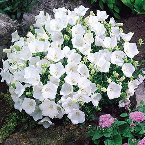 Campanula Clips White x 5 Large Plug Plants Hardy Perennial