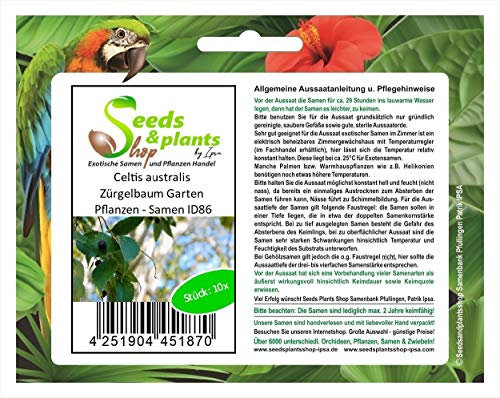 Stk - 10x Celtis australis Zürgelbaum Garten Pflanzen - Samen ID86 - Seeds & Plants Shop by Ipsa