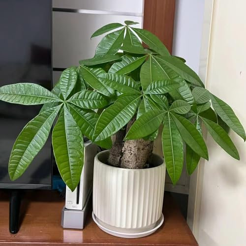 1 pcs glückskastanie pflanze samen gärtnern spezielle samen bonsai baum tree seltene pflanzen gartenpflanzen geschenke garten topf pflanze gartenpflanzen winterhart mehrjährig pflanzen