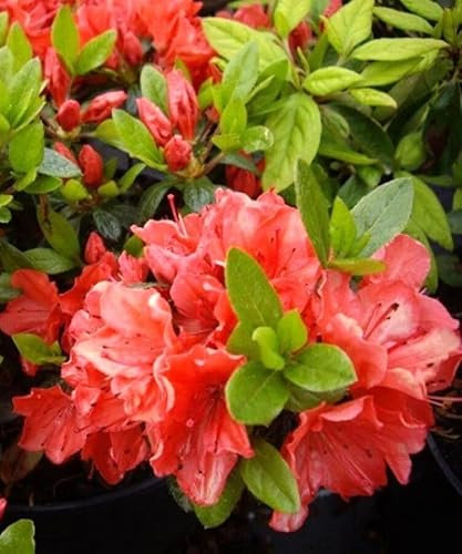 Japanische Azalee Rhododendron obtusum 'Geisha orange Satschiko' 20-25 cm