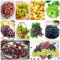 80 Pcs Trauben Samen - Vitis Vinifera - Säulenobst Balkonpflanzen Traubenkerne Weintrauben Samen, Obst Frisch Weinblätter Winterharte Pflanzen Für Balkon Pflanzen Anzucht, Grünpflanzen