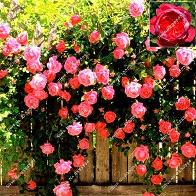 12:100 Unids/Bolsa Rose Semillas, Tailandia Kletterrose Semillas Raras Semillas De Flores Mehrfarbig Selecci & Oacute; N En Maceta De Plantas Para Jard & Iacute; N De Su Casa