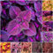 50 pcs buntnessel samen mischung - wiesenblumen samen pflanztopf Coleus scutellarioides, gastgeschenk blumensamen blumenwiese samen balkongarten blumensamen geschenk bienenfreundliche