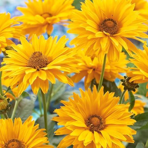 3 x Heliopsis Scabra – Beautiful Sunflower Blooms – Summer Flowering Bulb – Adds A Colourful Touch to Landscape – Perennial – for Your Beautiful Garden
