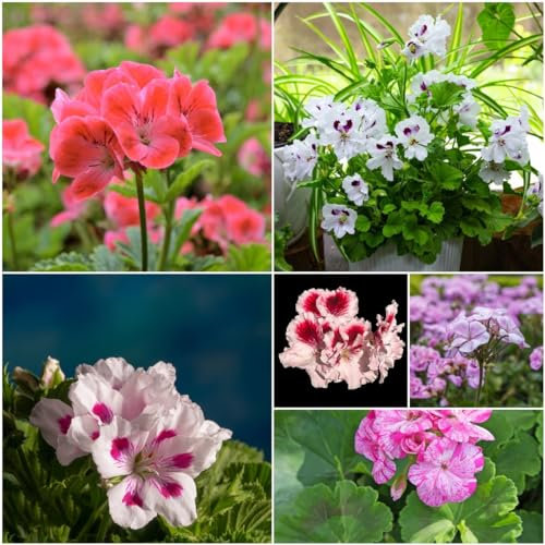 20 pcs geranien samen hängend - saat winterharte pflanzen für garten geranie,Pelargonium hortorum, gewächshaus balkon bienenwiese saatgut deko bodendecker winterhart mehrjährig balkonpflanzen